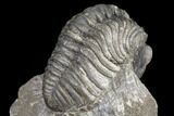 Pedinopariops Trilobite - Mrakib, Morocco #126328-1
